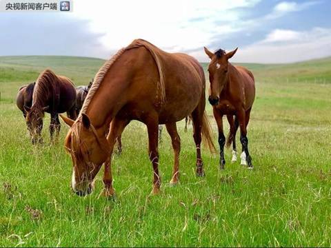 時政新聞眼｜習(xí)近平踏訪河西走廊：即從京城赴邊城，便下肅州向甘州