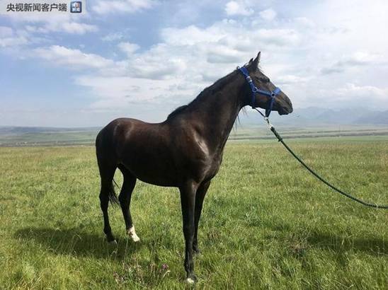 時政新聞眼｜習(xí)近平踏訪河西走廊：即從京城赴邊城，便下肅州向甘州