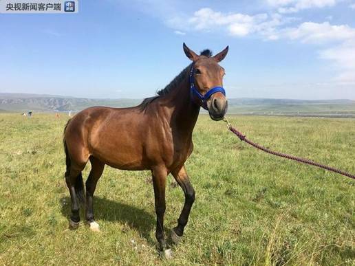 時政新聞眼｜習(xí)近平踏訪河西走廊：即從京城赴邊城，便下肅州向甘州